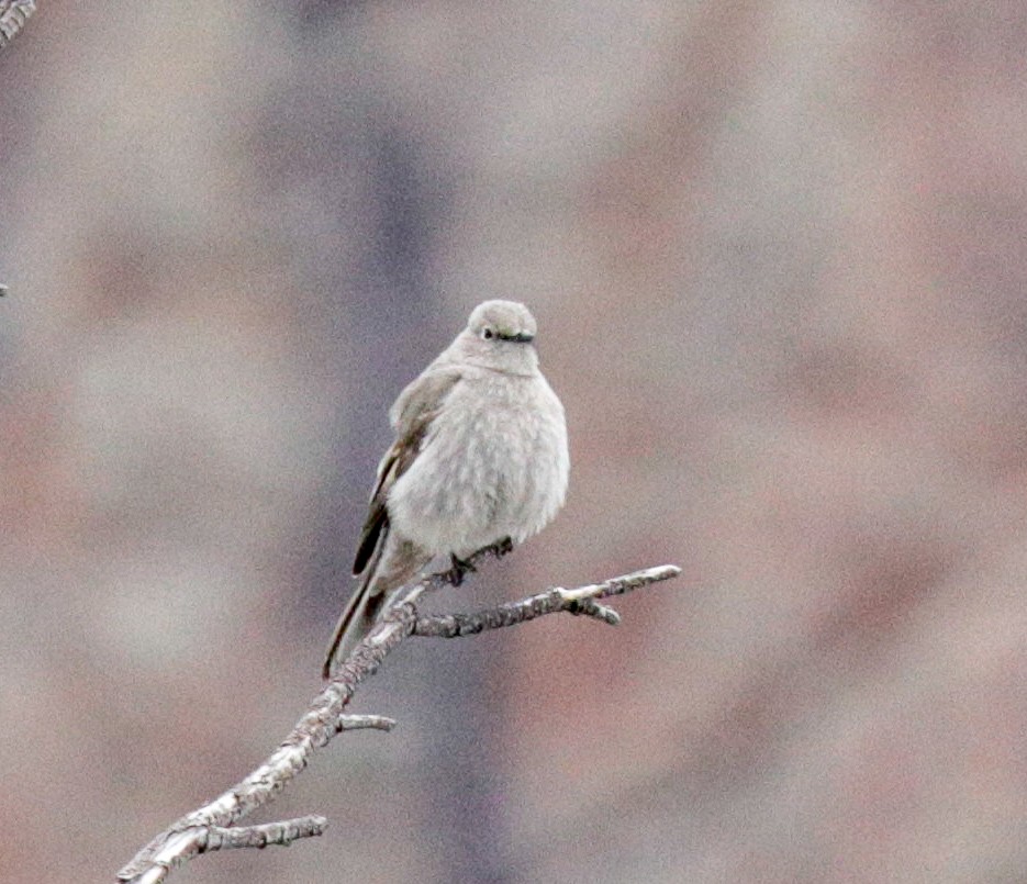 Townsend's Solitaire - ML153769431