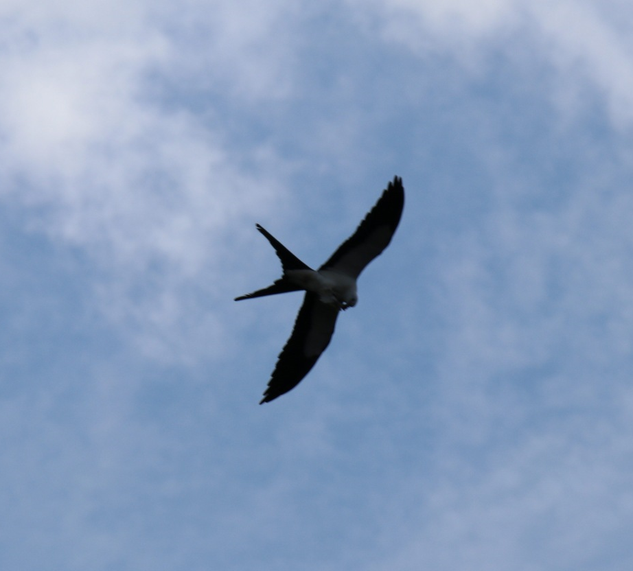 Swallow-tailed Kite - Steve McAllister