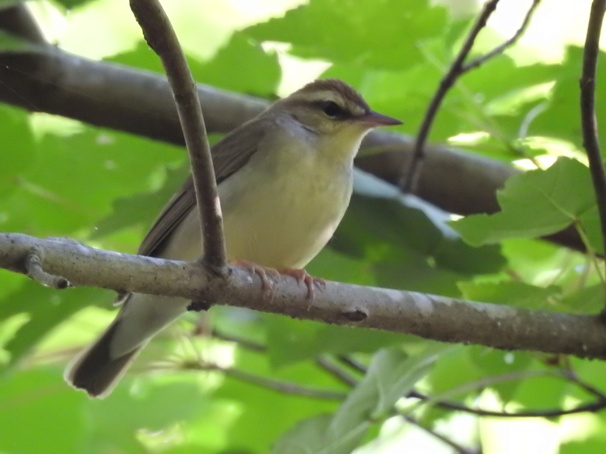 Swainson's Warbler - Charles Donnelly