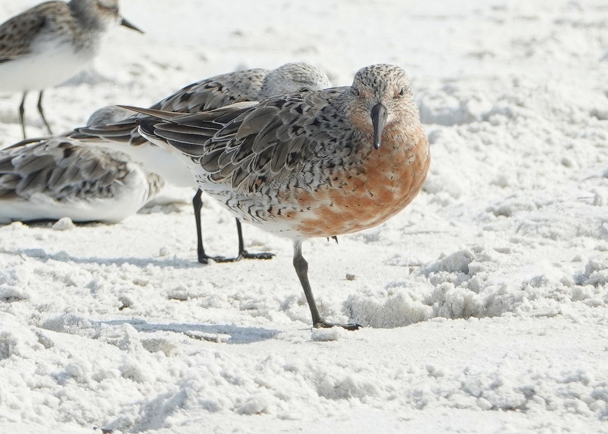 Red Knot - ML153770221