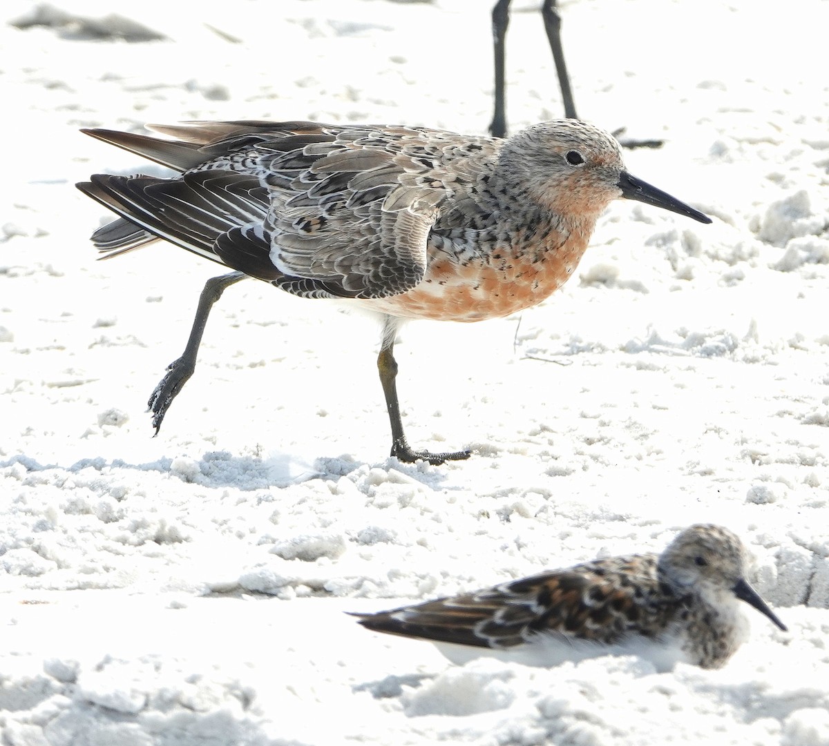 Red Knot - ML153770241