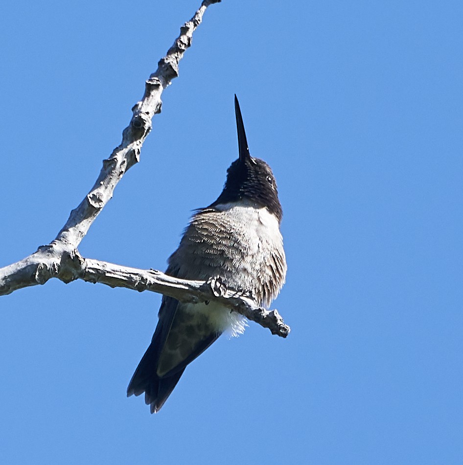 Black-chinned Hummingbird - ML153770351