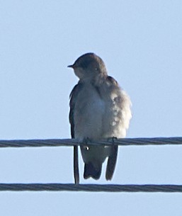 Northern Rough-winged Swallow - ML153770421