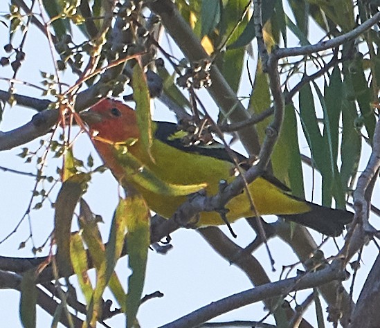 Western Tanager - ML153770511