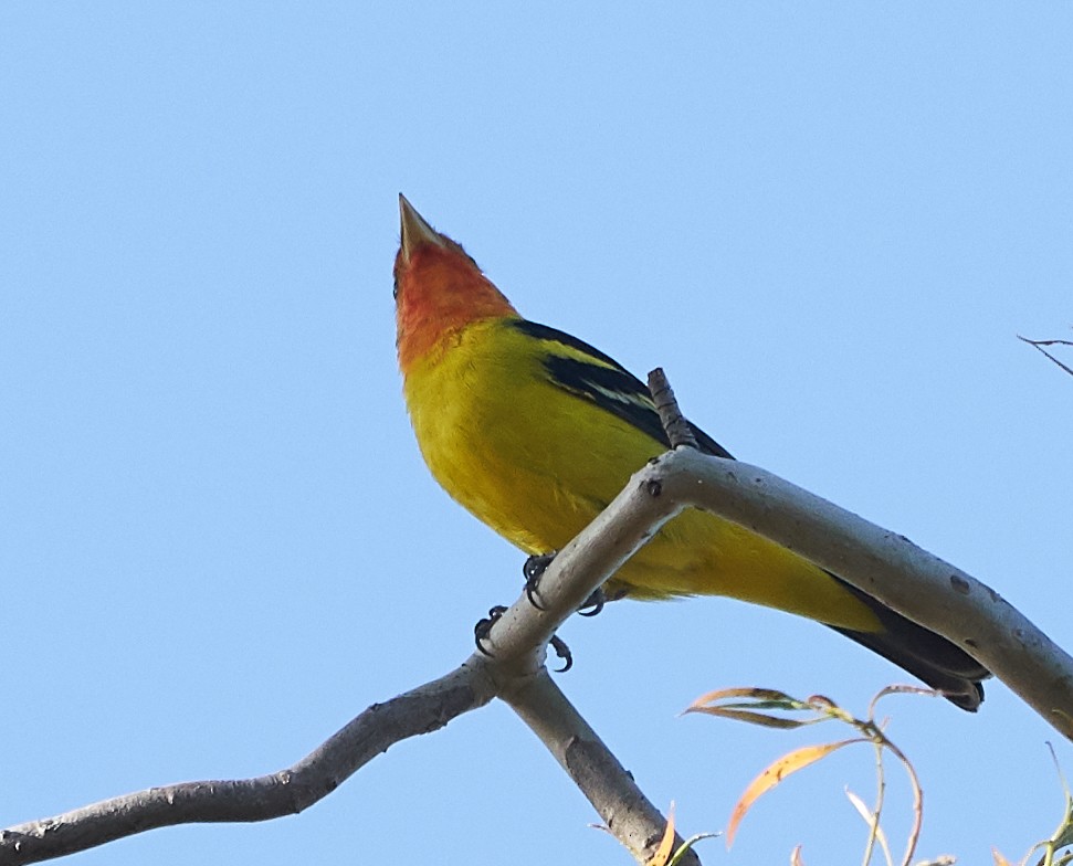 Western Tanager - ML153770521