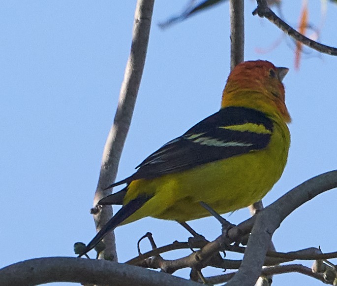 Western Tanager - ML153770541