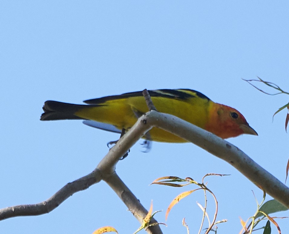 Western Tanager - ML153770551