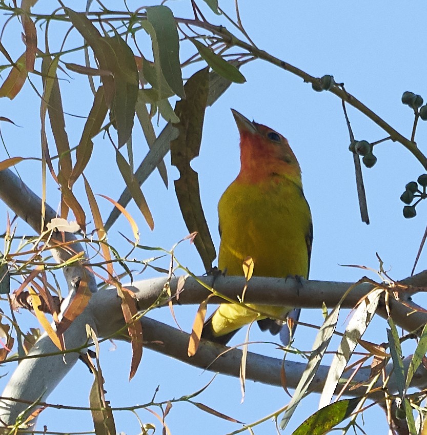 Western Tanager - ML153770561