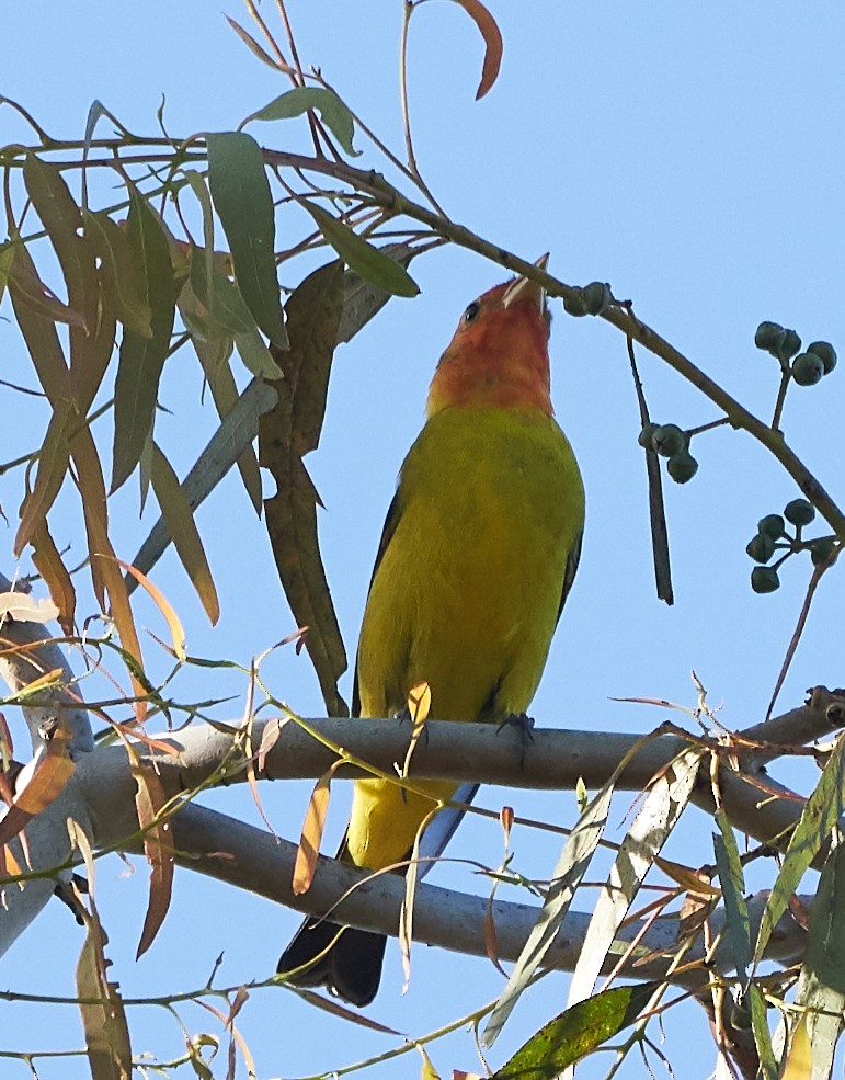 Western Tanager - ML153770581