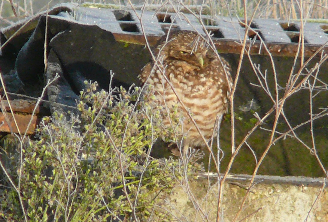 Burrowing Owl - ML153771081