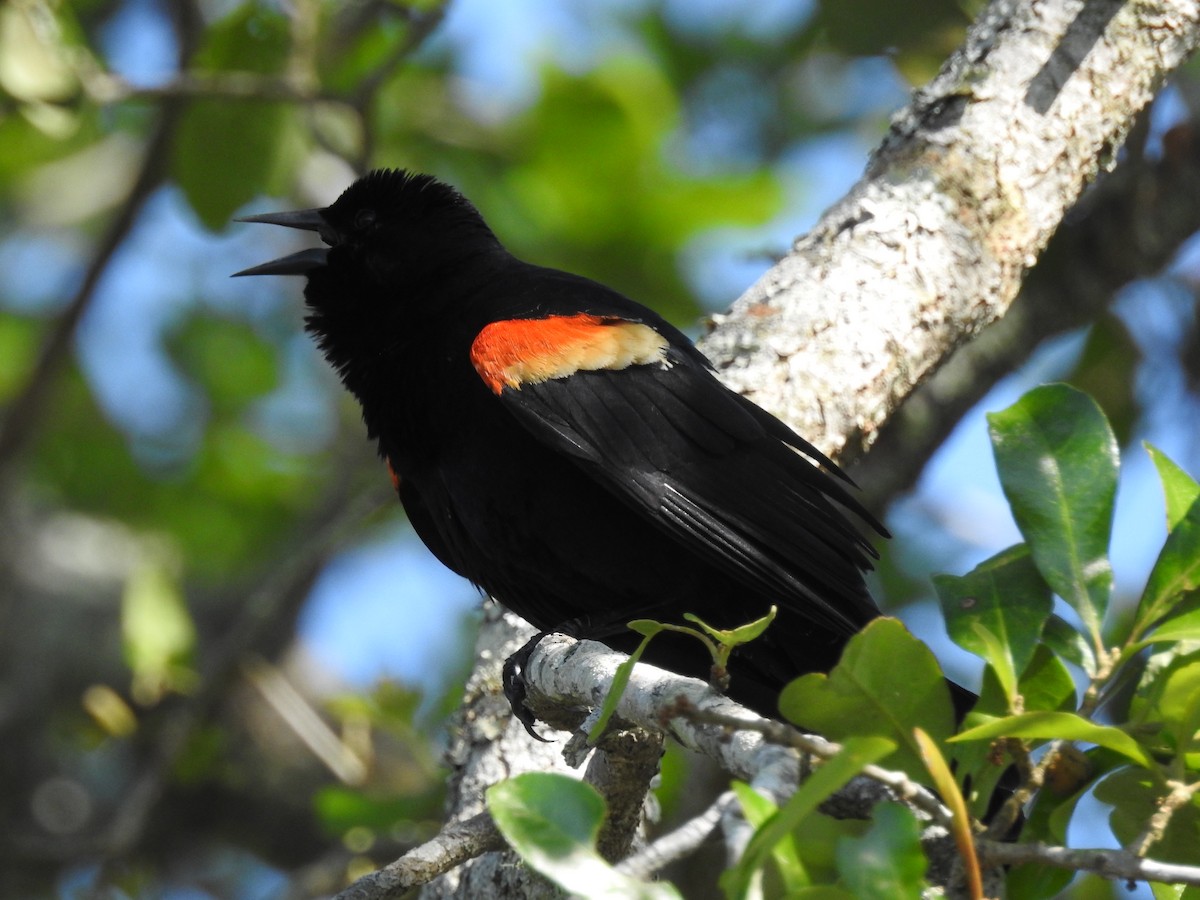 Red-winged Blackbird - ML153771091