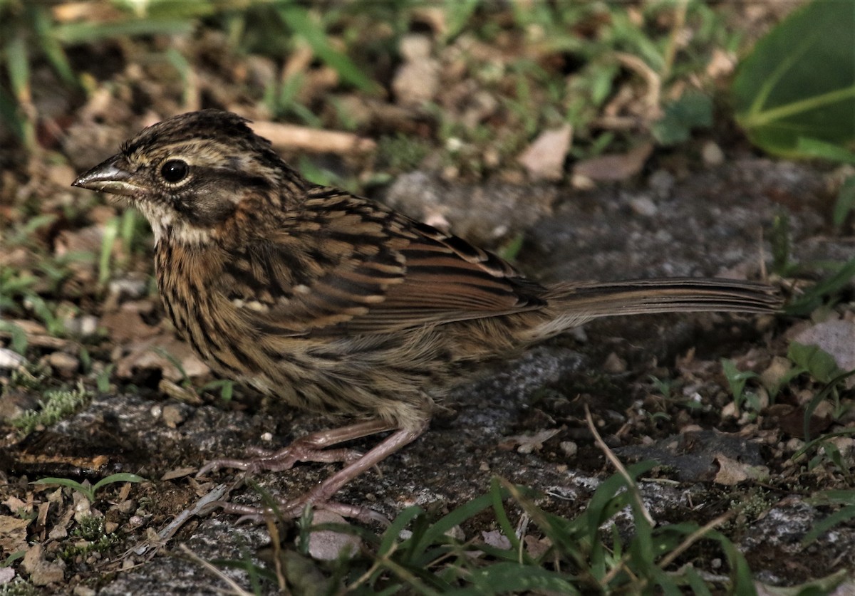 Rufous-collared Sparrow - ML153771581