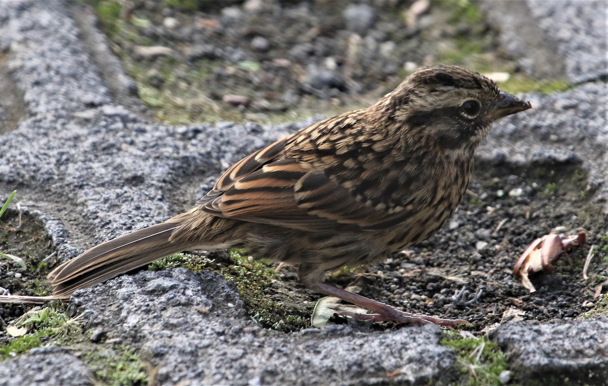 Rufous-collared Sparrow - Jim Stasz