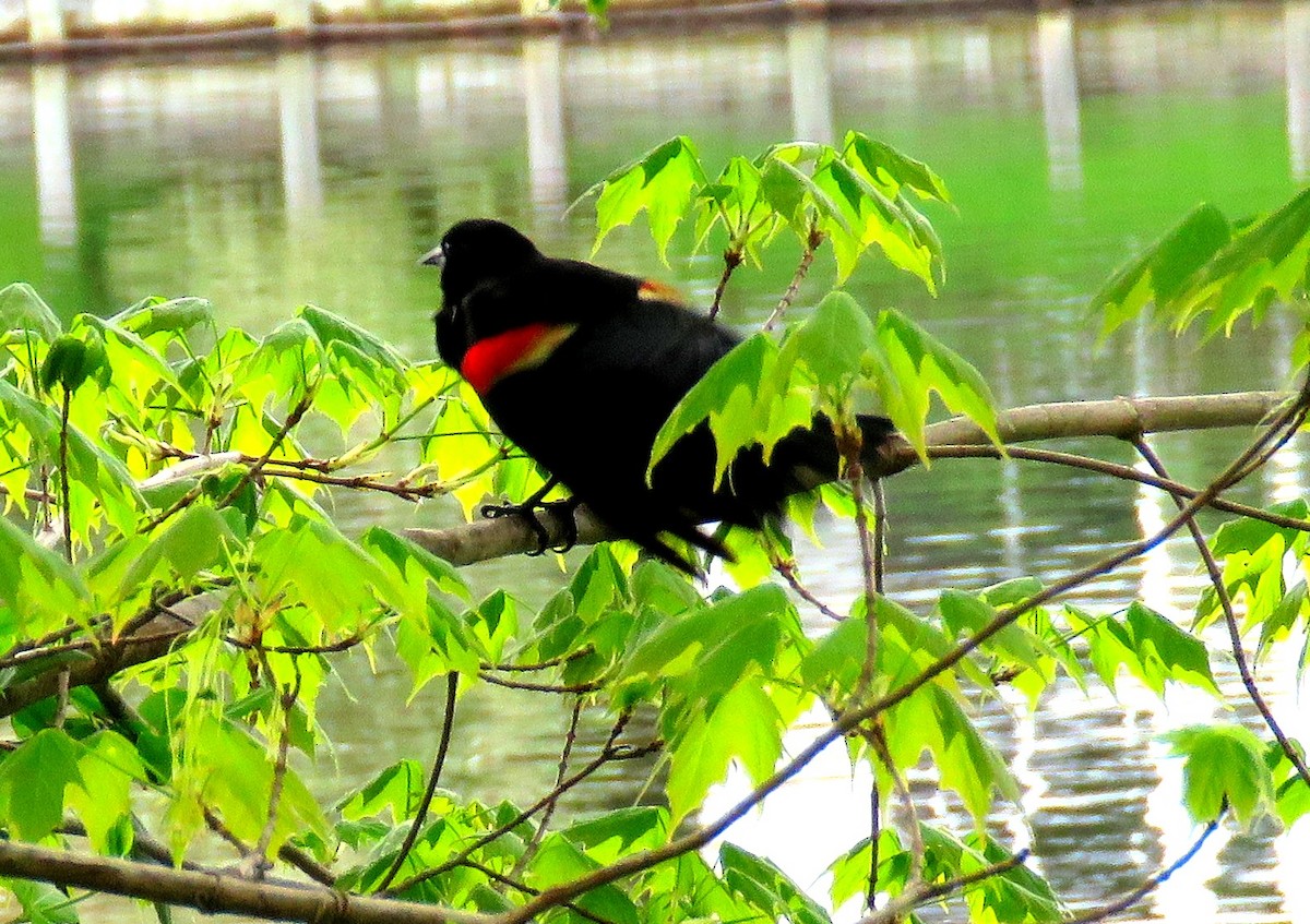 Red-winged Blackbird (Red-winged) - Edward Huestis