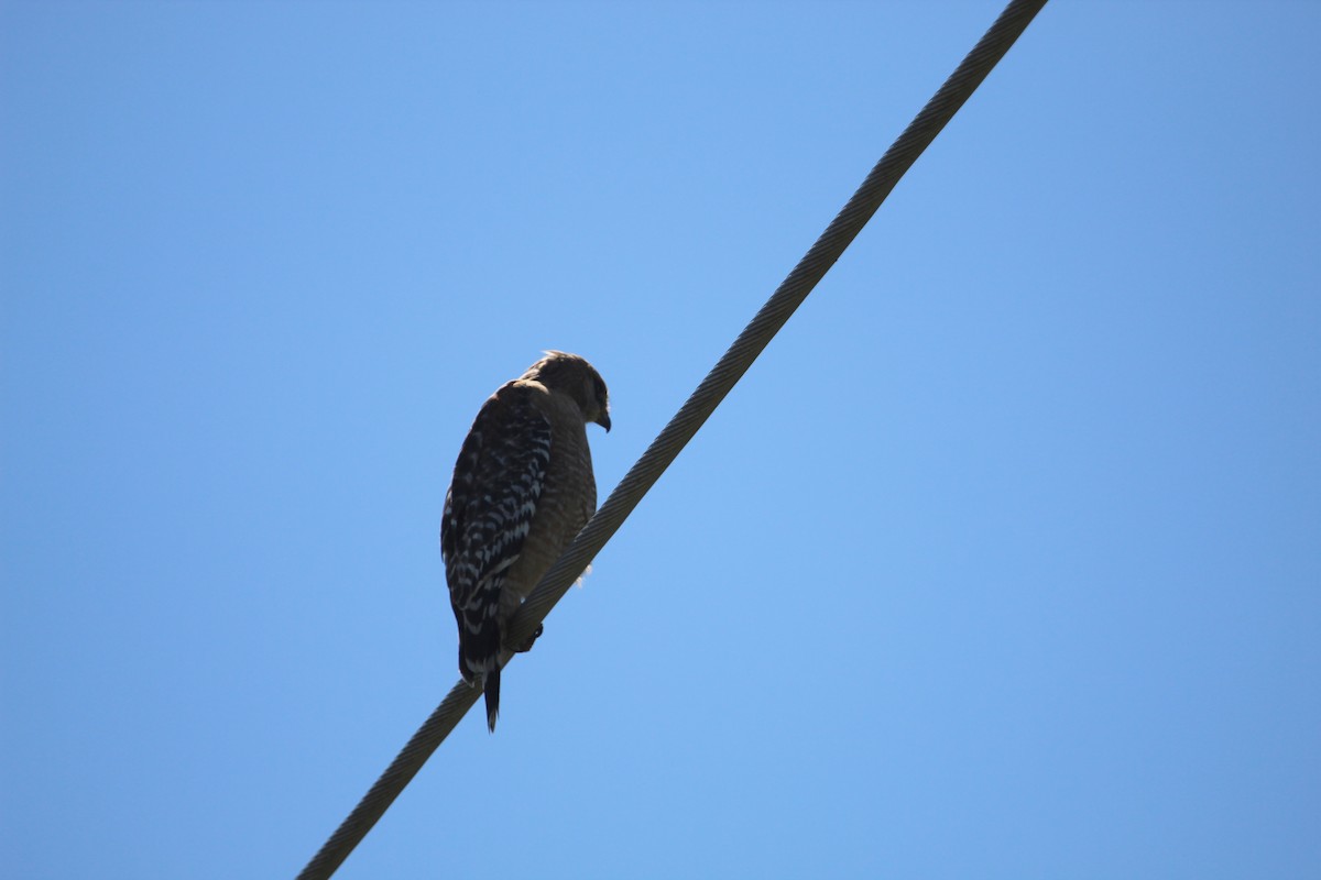 Red-shouldered Hawk - Connie Haile