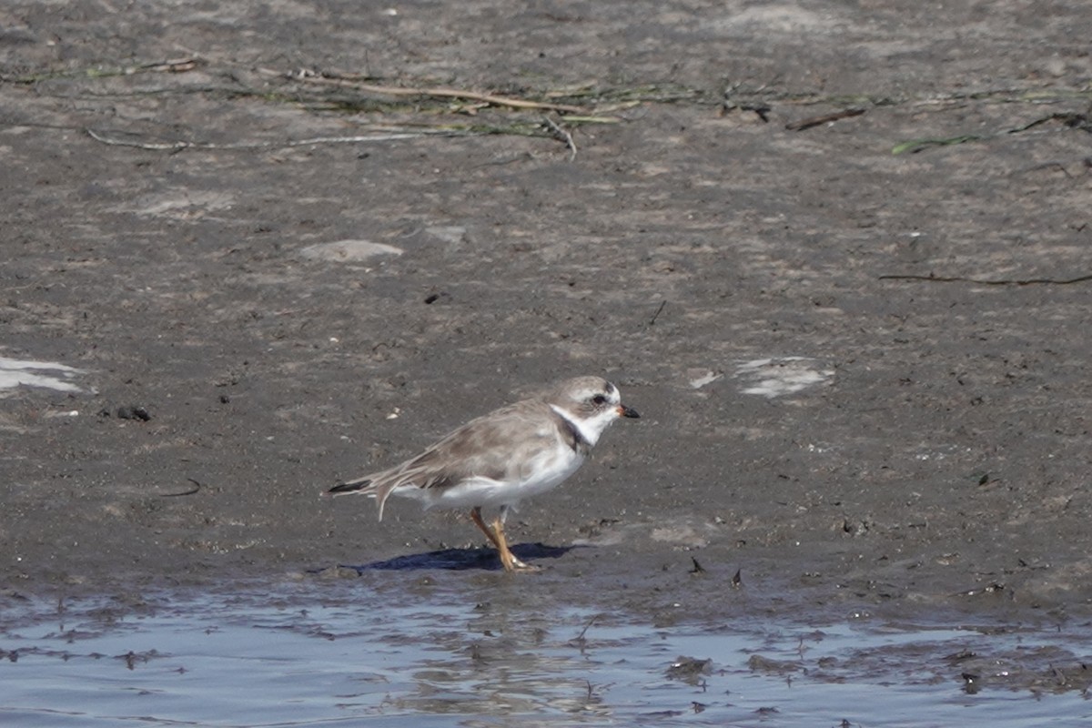 Piping Plover - Sara Griffith