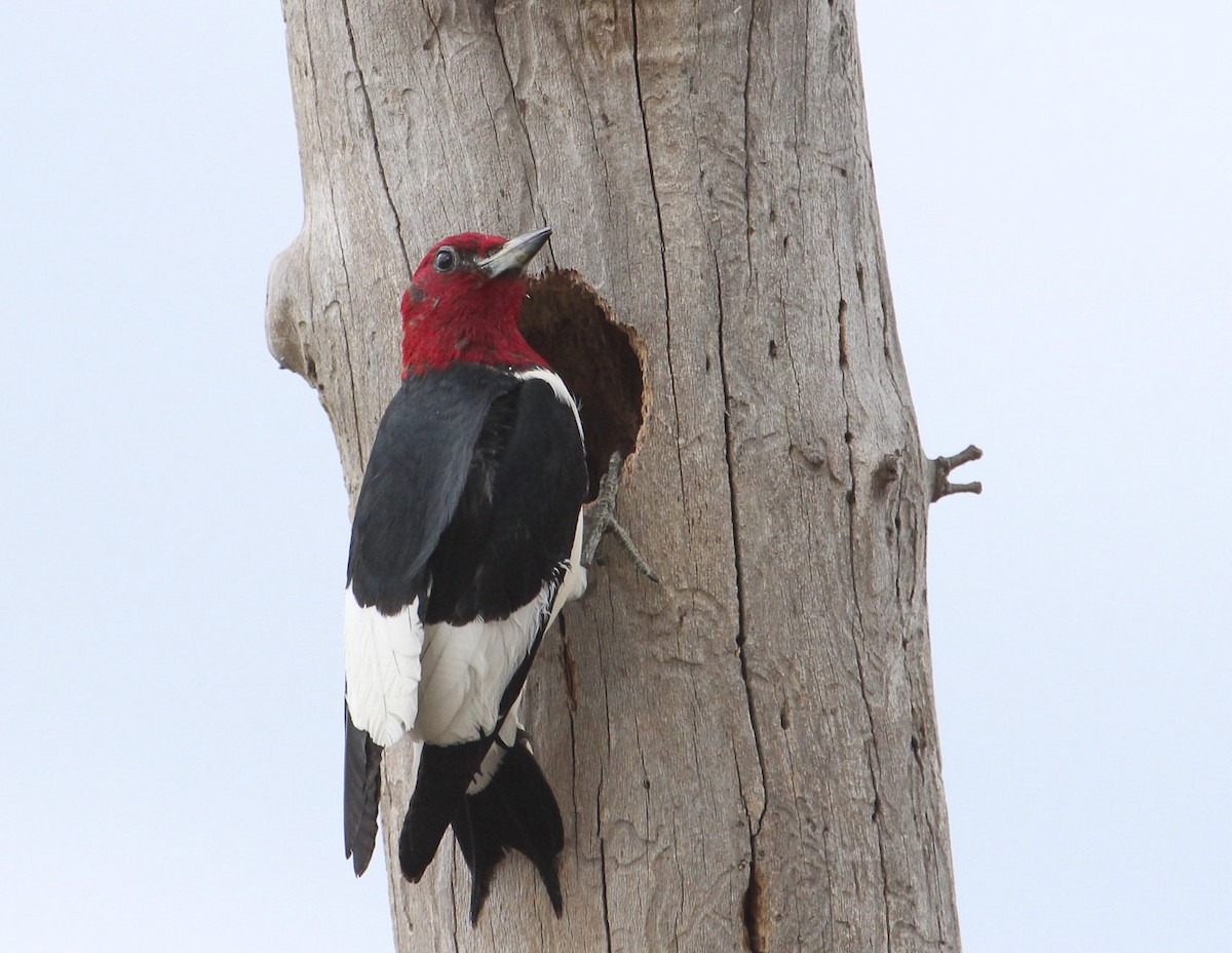 Red-headed Woodpecker - Jan Allen
