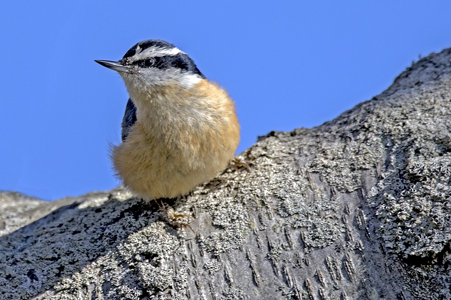 Red-breasted Nuthatch - ML153774081