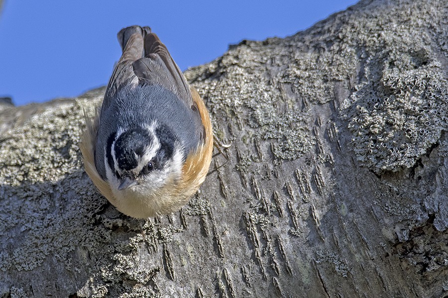 Red-breasted Nuthatch - ML153774101