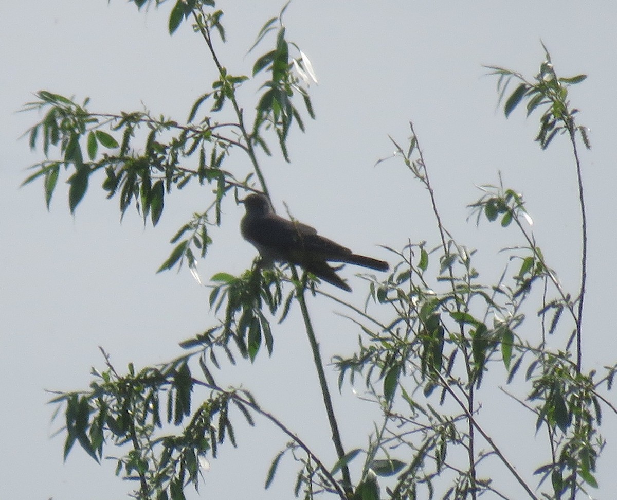 Common Cuckoo - Robin Gurule
