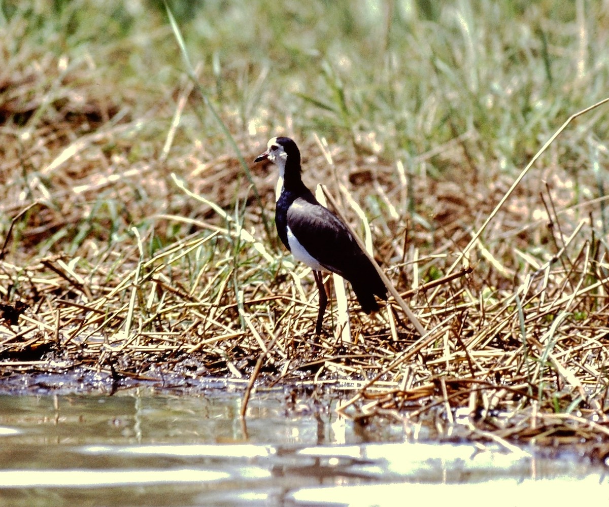 Long-toed Lapwing - Scott  Connop