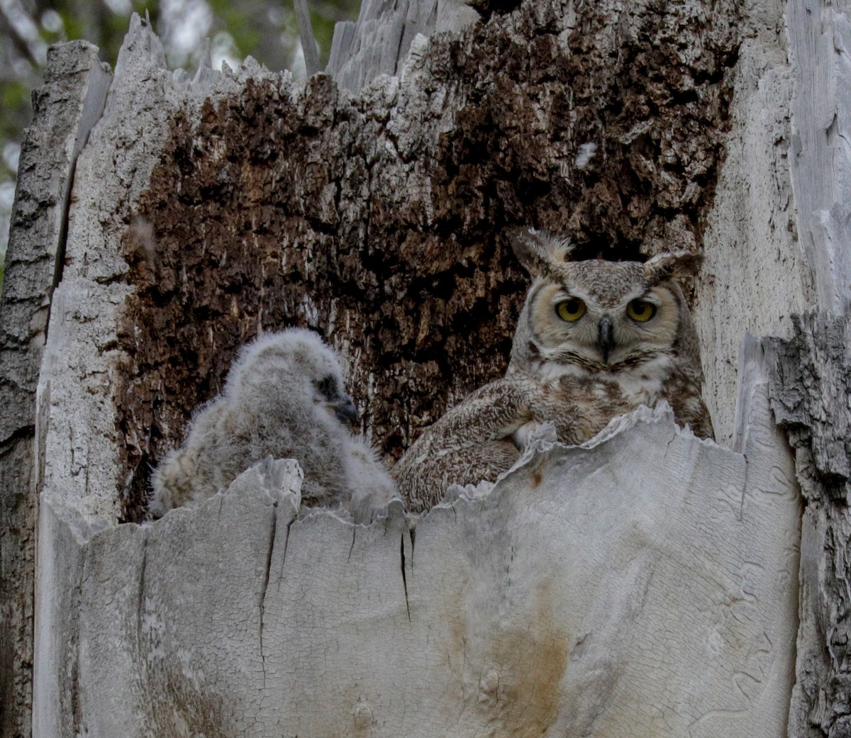 Great Horned Owl - Susan Mac