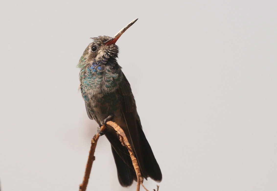 Broad-billed Hummingbird - ML153777741