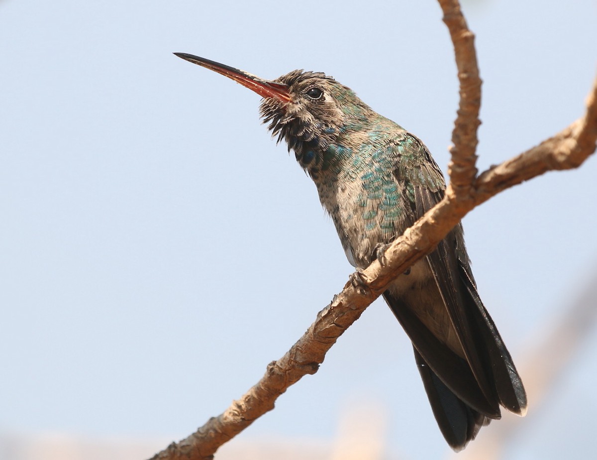 Broad-billed Hummingbird - ML153777781