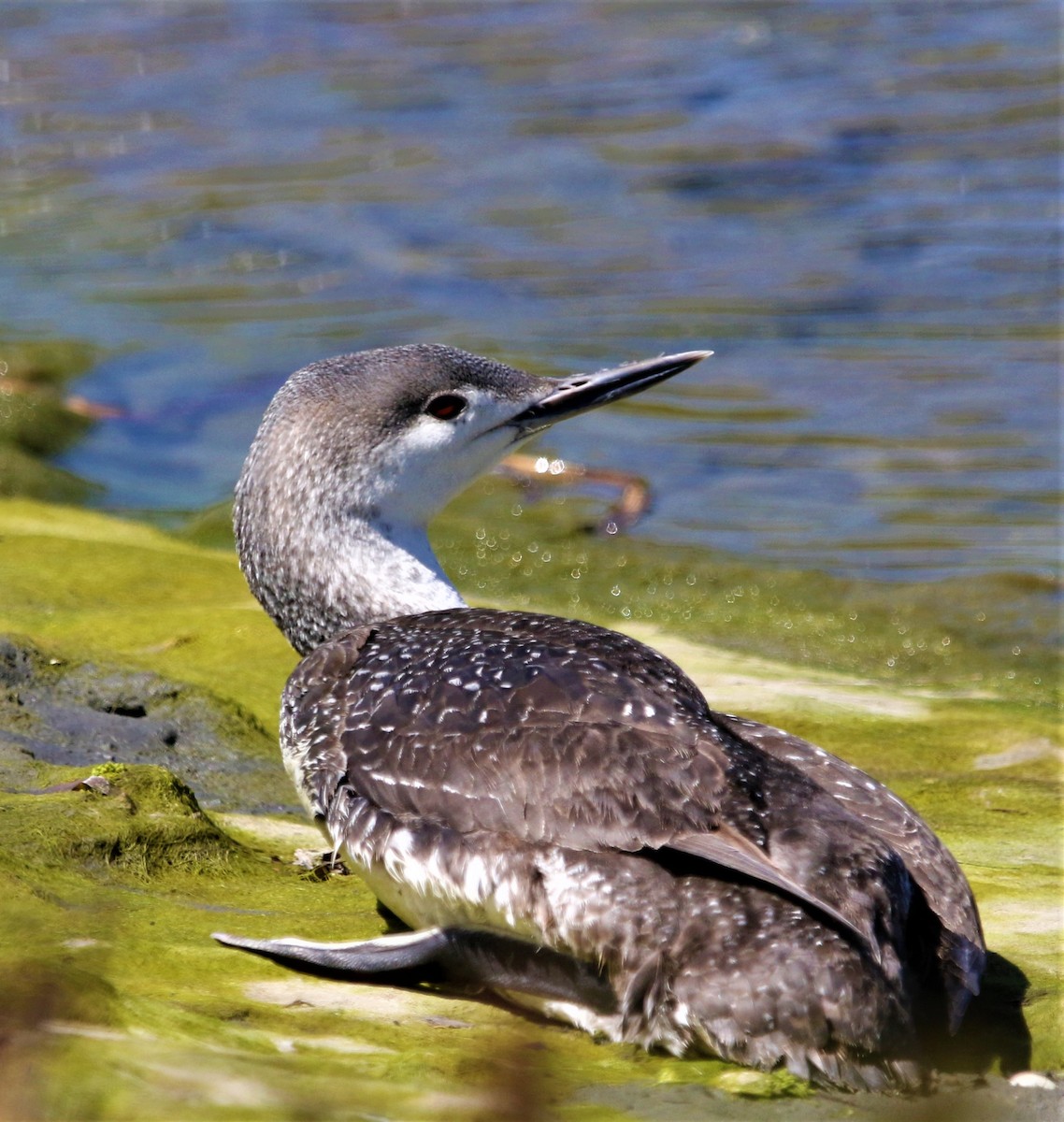 Red-throated Loon - ML153777901
