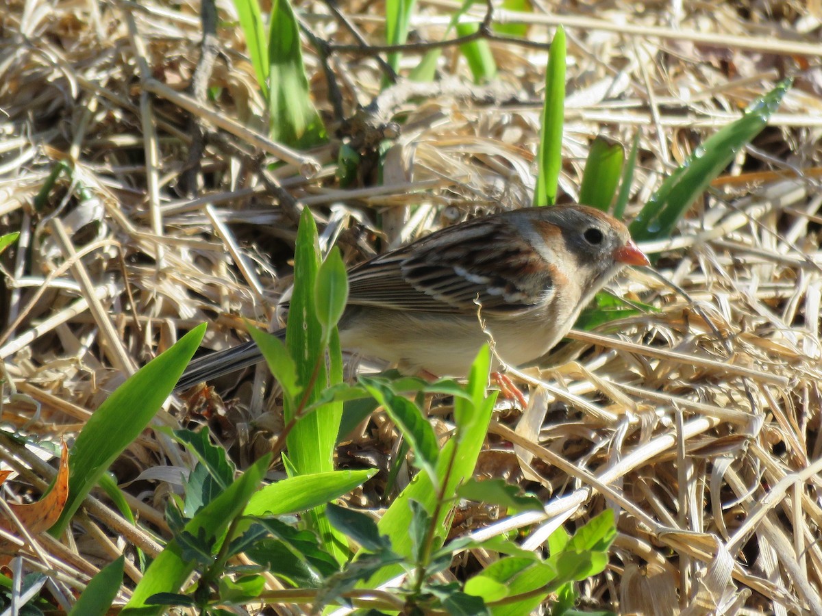 Field Sparrow - ML153778401