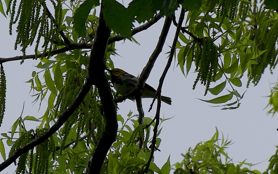 Black-throated Green Warbler - Ulysses Ortiz