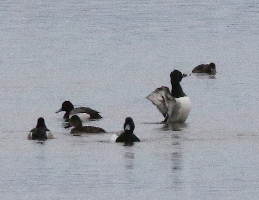 Greater Scaup - ML153778661