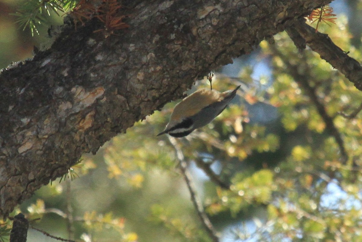 Red-breasted Nuthatch - ML153778981