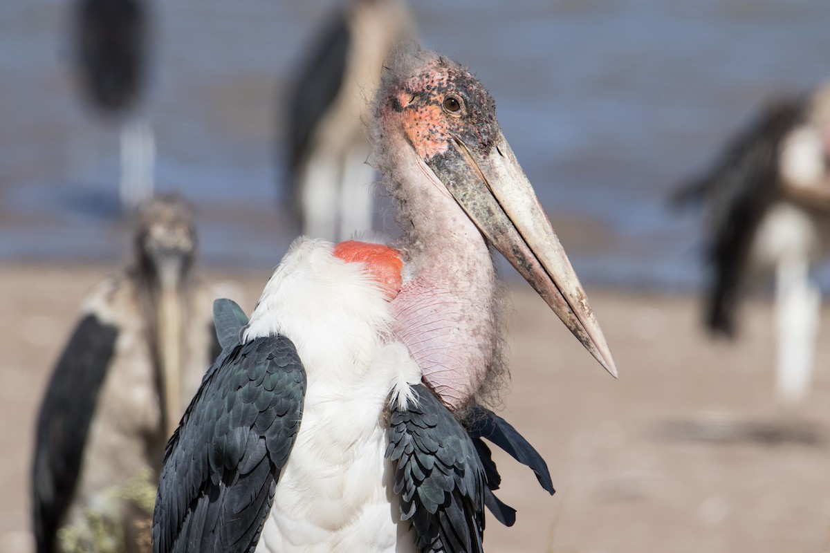 Marabou Stork - Peter  Steward
