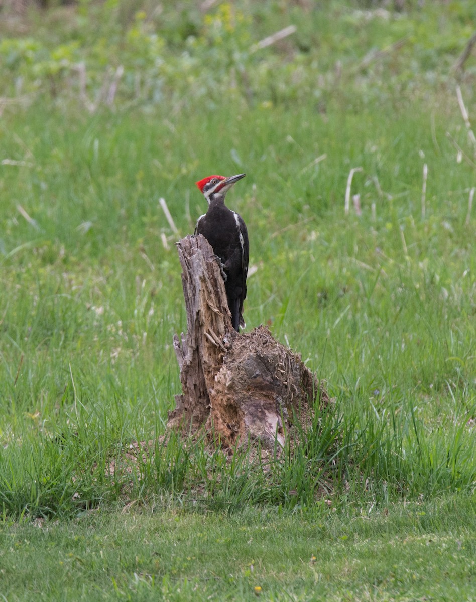 Pileated Woodpecker - Glenn Koppel