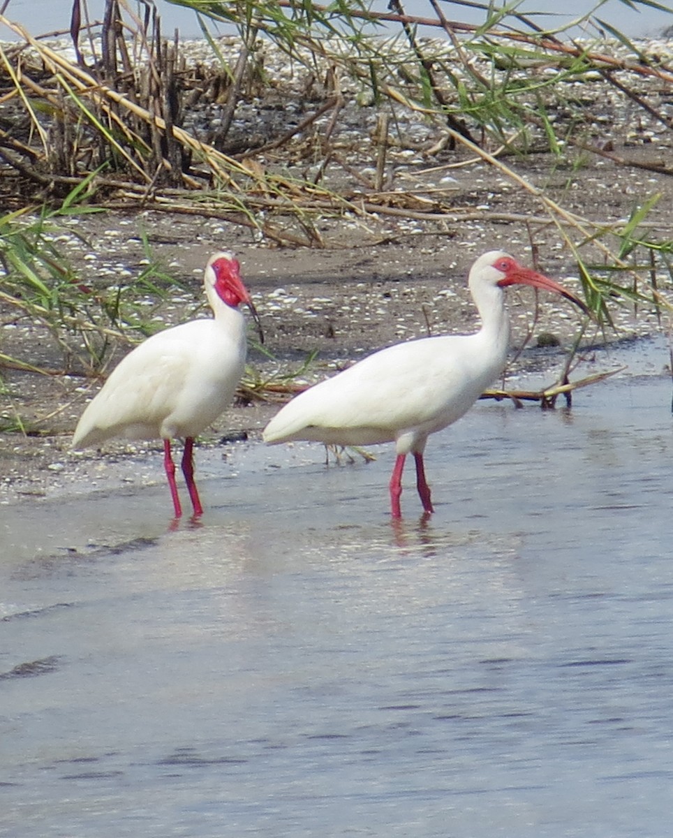 ibis bílý - ML153784601