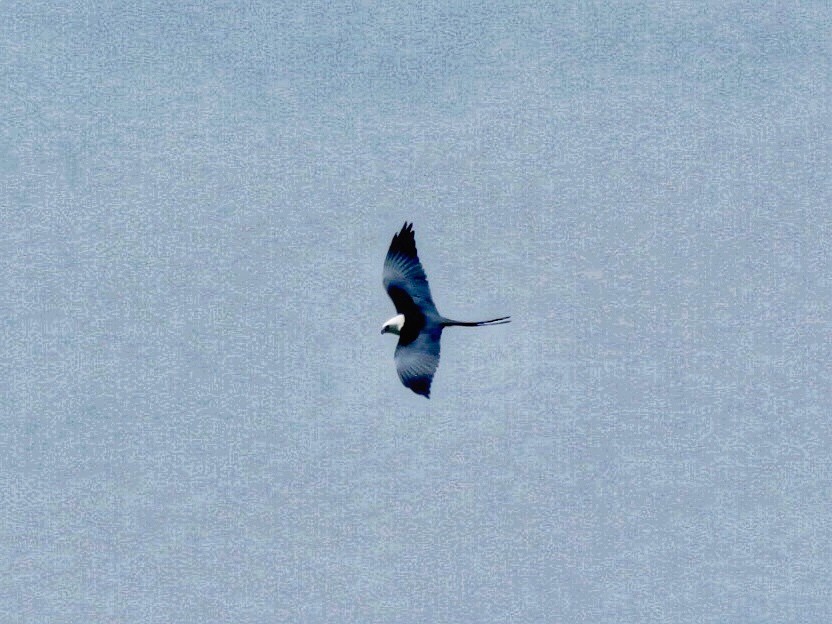 Swallow-tailed Kite - Karen Seward