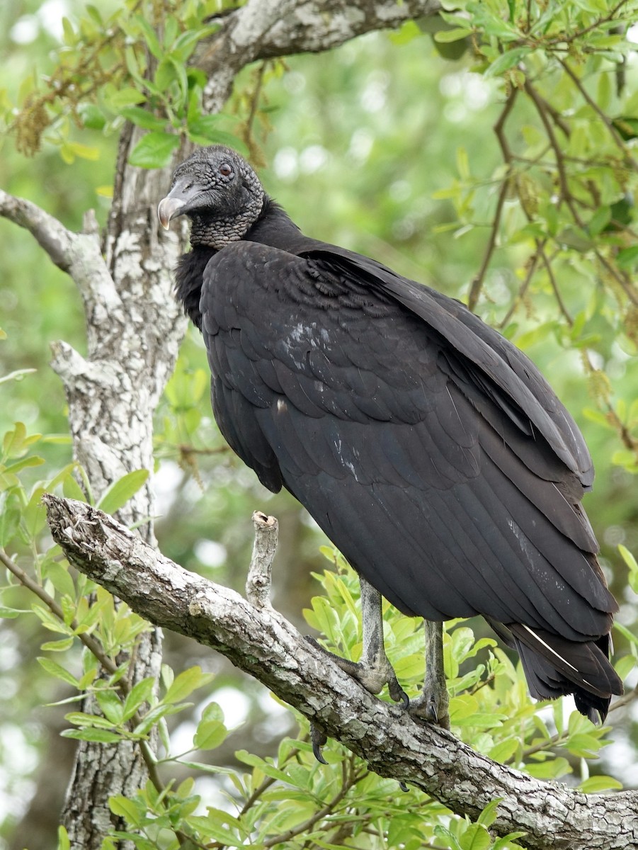 Black Vulture - Stéphane  Thomin