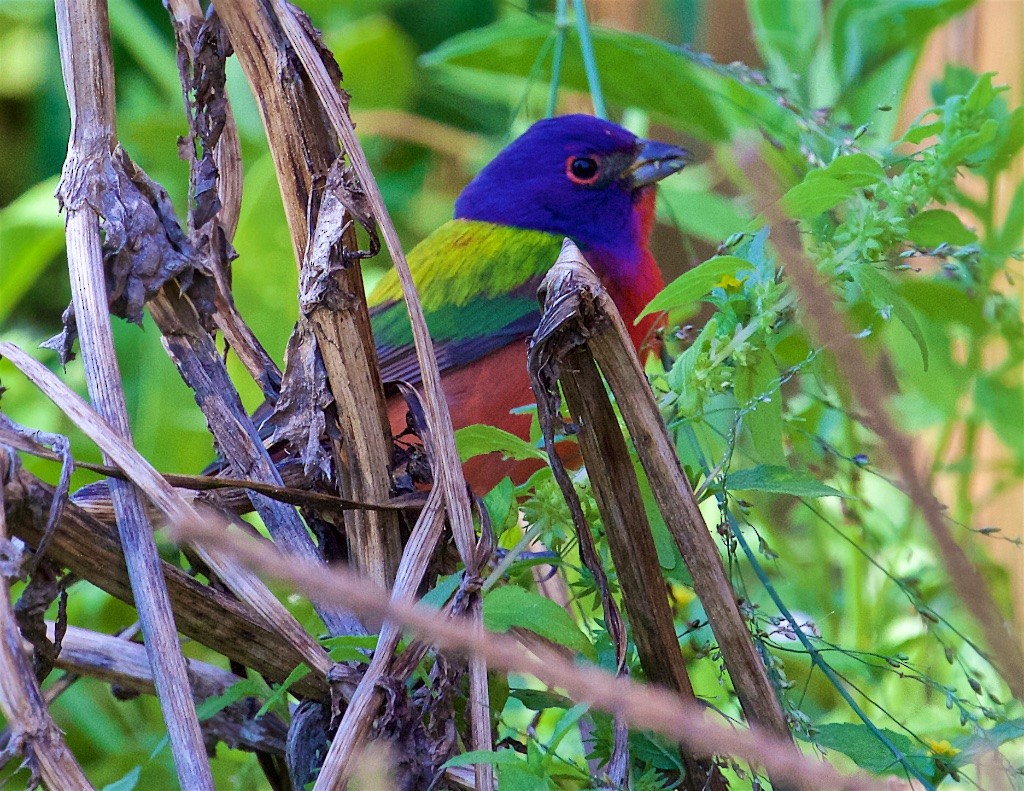 Painted Bunting - ML153785371