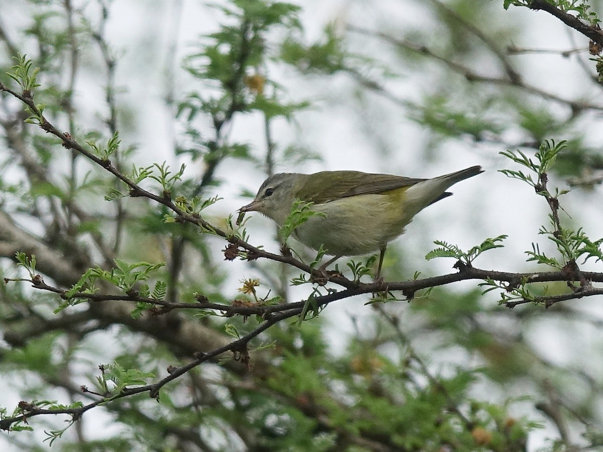 Tennessee Warbler - Stéphane  Thomin
