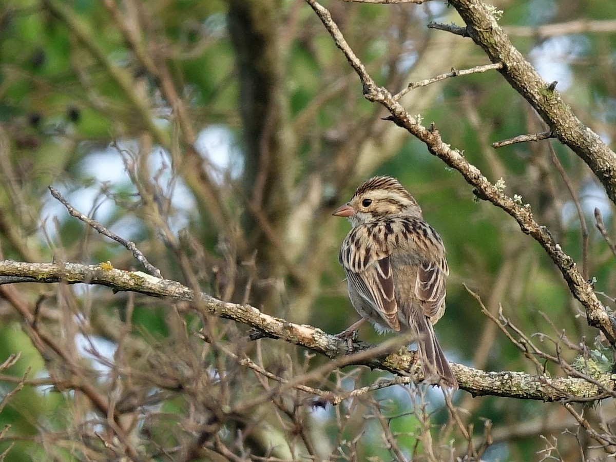 Clay-colored Sparrow - ML153785631