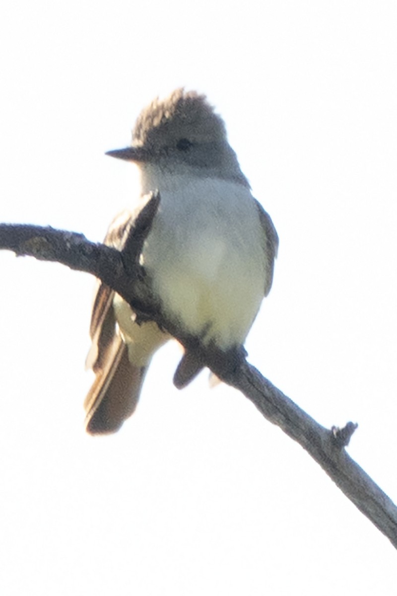 Ash-throated Flycatcher - Scott Young