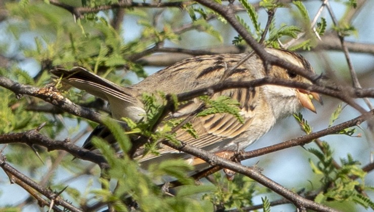 Clay-colored Sparrow - Scott Young