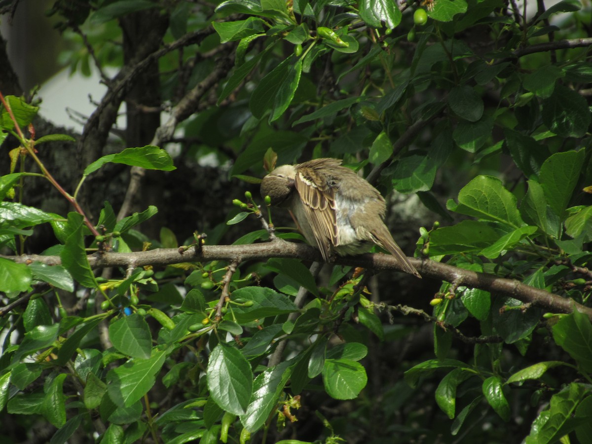 Rufous-collared Sparrow - Anderson Becerra Grajales