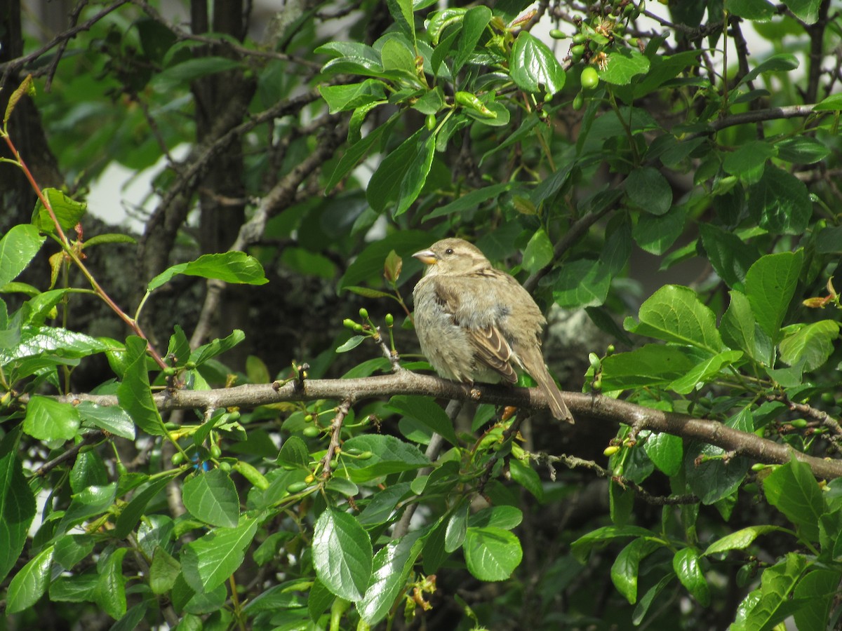 Rufous-collared Sparrow - Anderson Becerra Grajales