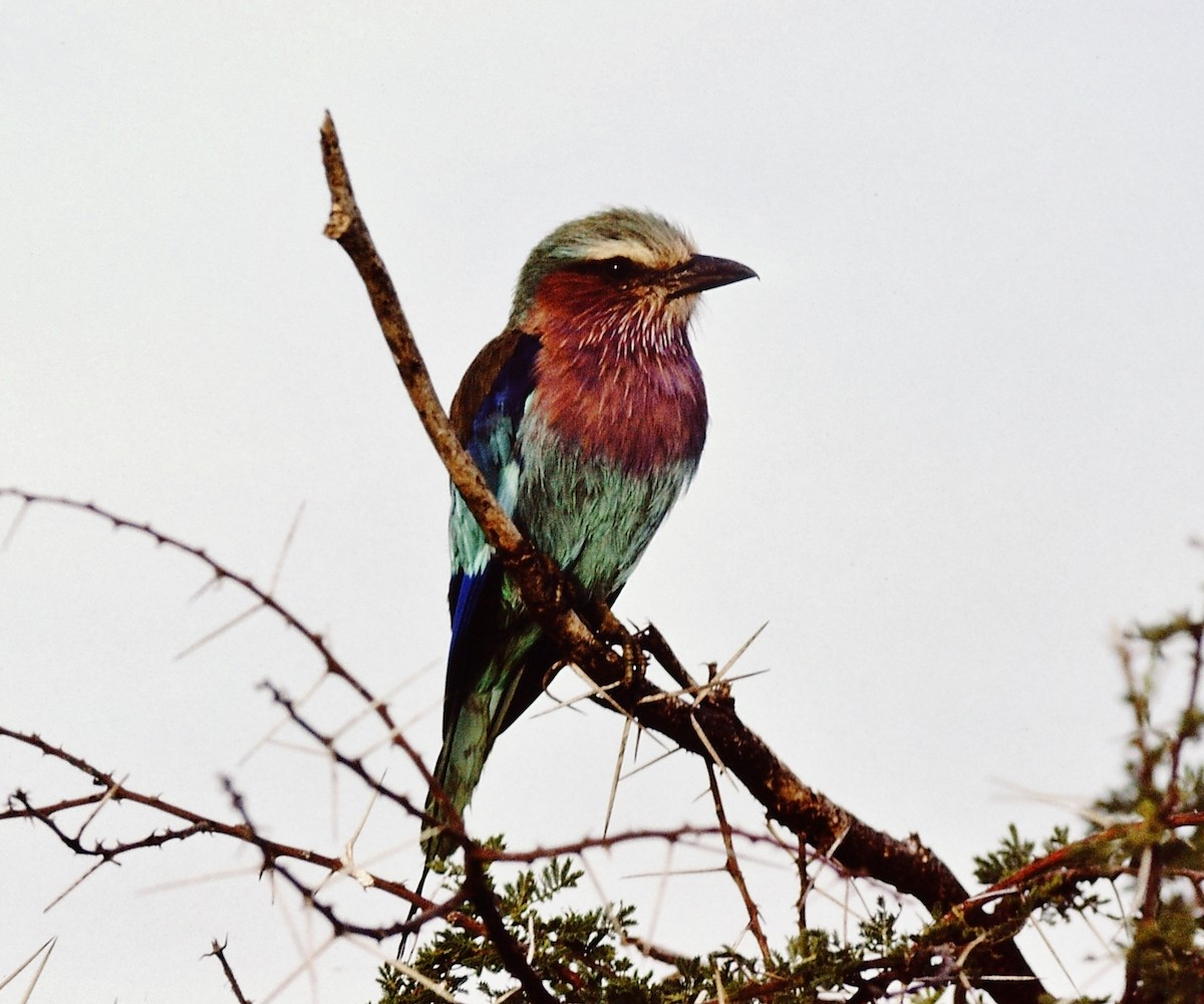 Lilac-breasted Roller - Scott  Connop