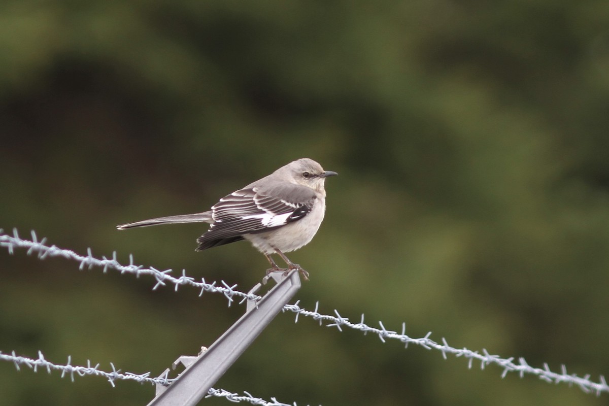 Northern Mockingbird - Mylene  Paulhus, Perreault