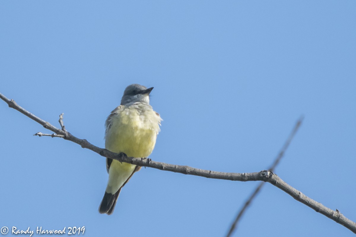 yellow-bellied kingbird sp. - ML153790711