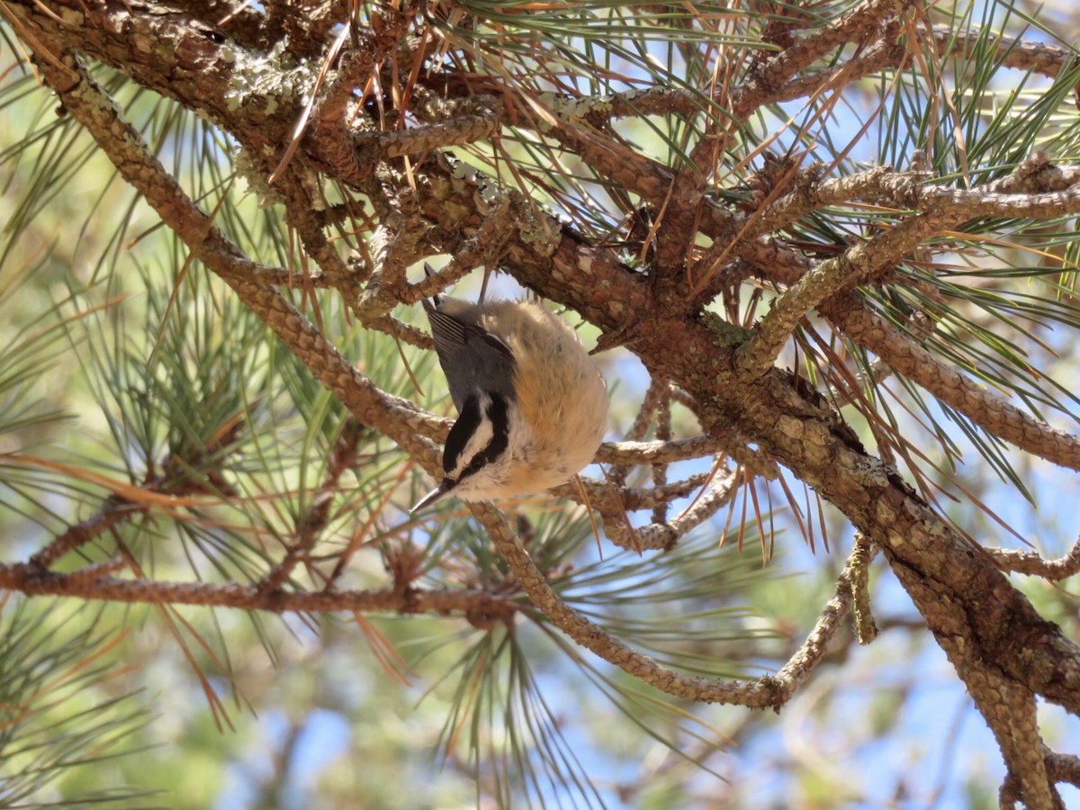 Red-breasted Nuthatch - Deb Caron