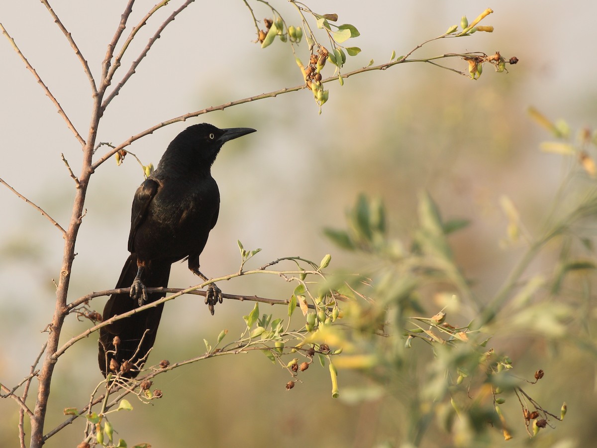 Great-tailed Grackle - ML153792211